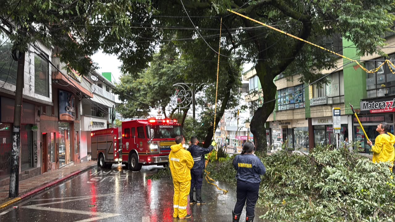 Emergencia en Ibagué: Guaduas cayeron sobre viviendas en La Libertad y un árbol bloqueó la carrera Quinta 4