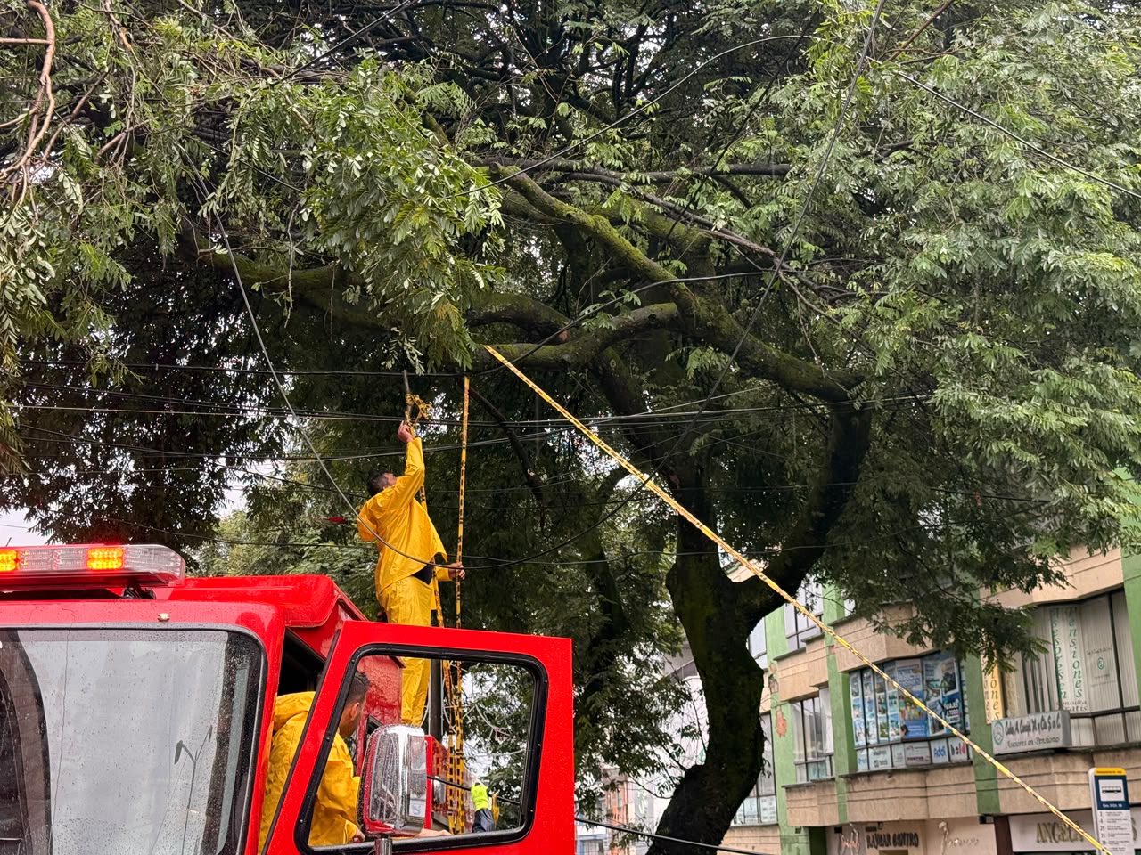 Emergencia en Ibagué: Guaduas cayeron sobre viviendas en La Libertad y un árbol bloqueó la carrera Quinta 5